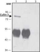 Anti-Cullin 3 antibody produced in rabbit ~1.0&#160;mg/mL, affinity isolated antibody, buffered aqueous solution