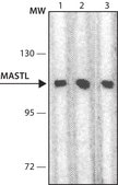 Monoclonal Anti-MASTL antibody produced in mouse clone 2C8/D11, purified from hybridoma cell culture