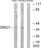 Anti-OR6J1 antibody produced in rabbit affinity isolated antibody