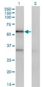 Monoclonal Anti-SERPINA10 antibody produced in mouse clone 1E11, purified immunoglobulin, buffered aqueous solution