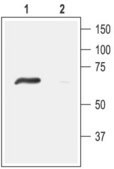 Anti-Sodium Channel ASIC4 antibody produced in rabbit affinity isolated antibody, lyophilized powder
