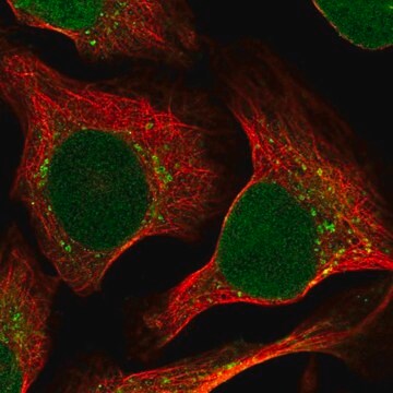 Anti-RRAGC antibody produced in rabbit Prestige Antibodies&#174; Powered by Atlas Antibodies, affinity isolated antibody