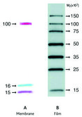 ECL™ DualVue Western Markers Cytiva RPN810, sufficient for 25 blots