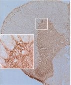 Anti-Synuclein &#946; Antibody serum, Chemicon&#174;
