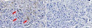 Anti-APOBEC3B Antibody, clone 5210-87-133 ZooMAb® Rabbit Monoclonal recombinant, expressed in HEK 293 cells