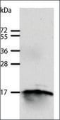 Anti-GIP antibody produced in rabbit affinity isolated antibody