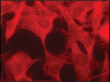 Anti-EB1 antibody produced in rabbit ~1.5 mg/mL, affinity isolated antibody, buffered aqueous solution