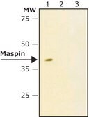 Anti-Maspin antibody produced in rabbit ~0.5 mg/mL, affinity isolated antibody, buffered aqueous solution