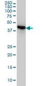 Monoclonal Anti-NUDC antibody produced in mouse clone 5G12, purified immunoglobulin, buffered aqueous solution