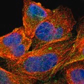 抗-ABCC1 兔抗 Prestige Antibodies&#174; Powered by Atlas Antibodies, affinity isolated antibody, buffered aqueous glycerol solution, Ab1
