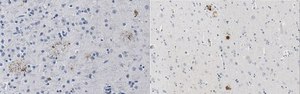 Anti-APP Antibody, clone 1D1 clone 1D1, from rat