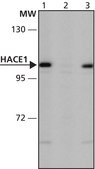 Anti-HACE1 (376-390) antibody produced in rabbit IgG fraction of antiserum, buffered aqueous solution