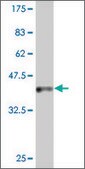 ANTI-INDO antibody produced in mouse clone 4F9, purified immunoglobulin, buffered aqueous solution
