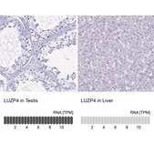 Anti-LUZP4 antibody produced in rabbit Prestige Antibodies® Powered by Atlas Antibodies, affinity isolated antibody, buffered aqueous glycerol solution