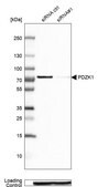 Anti-PDZK1 antibody produced in rabbit Prestige Antibodies&#174; Powered by Atlas Antibodies, affinity isolated antibody, buffered aqueous glycerol solution, Ab2