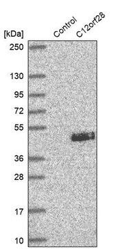 Anti-MYRFL antibody produced in rabbit Prestige Antibodies&#174; Powered by Atlas Antibodies, affinity isolated antibody, buffered aqueous glycerol solution