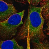 Anti-SH3GL1 antibody produced in rabbit Prestige Antibodies&#174; Powered by Atlas Antibodies, affinity isolated antibody, buffered aqueous glycerol solution