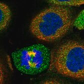 Anti-BORCS6 antibody produced in rabbit Prestige Antibodies&#174; Powered by Atlas Antibodies, affinity isolated antibody, buffered aqueous glycerol solution
