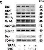 Anti-Mcl-1 antibody produced in rabbit IgG fraction of antiserum, buffered aqueous solution