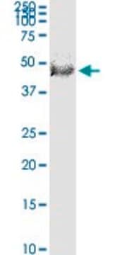 Monoclonal Anti-FBXL20 antibody produced in mouse clone 2G1, purified immunoglobulin, buffered aqueous solution