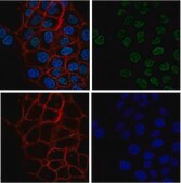 Anti-acetyl-Histone H3 (Lys4) Antibody, Alexa Fluor&#8482; 488 conjugate from rabbit, ALEXA FLUOR&#8482; 488