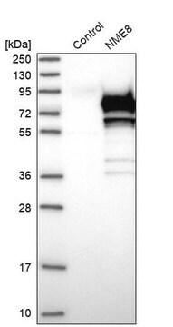 Anti-NME8 antibody produced in rabbit Prestige Antibodies® Powered by Atlas Antibodies, affinity isolated antibody, buffered aqueous glycerol solution