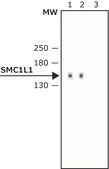 Anti-SMC1L1 (C-terminal) antibody produced in rabbit IgG fraction of antiserum, buffered aqueous solution