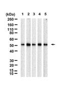 Anti-C9orf72 Long form Antibody, clone 1O5 ZooMAb® Rabbit Monoclonal recombinant, expressed in HEK 293 cells