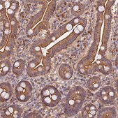 Anti-PPP1R12C antibody produced in rabbit Prestige Antibodies&#174; Powered by Atlas Antibodies, affinity isolated antibody, buffered aqueous glycerol solution