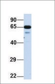 Anti-MNT antibody produced in rabbit affinity isolated antibody