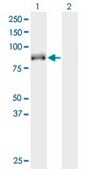 Monoclonal Anti-KIF9, (C-terminal) antibody produced in mouse clone 4E9, purified immunoglobulin, buffered aqueous solution