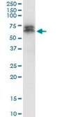Monoclonal Anti-PDPK1, (C-terminal) antibody produced in mouse clone 2E2, purified immunoglobulin, buffered aqueous solution