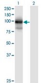 Monoclonal Anti-MGC16169 antibody produced in mouse clone 7A7, purified immunoglobulin, buffered aqueous solution