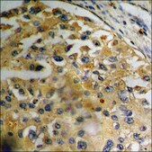 Anti-phospho-Akt (pTyr474) antibody produced in rabbit affinity isolated antibody