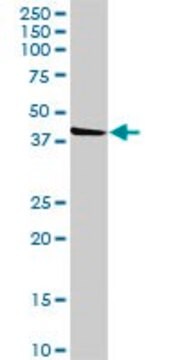 Anti-FLJ23356 antibody produced in rabbit purified immunoglobulin, buffered aqueous solution