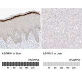 Anti-ASPRV1 antibody produced in rabbit Prestige Antibodies® Powered by Atlas Antibodies, affinity isolated antibody, buffered aqueous glycerol solution