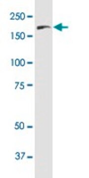 Monoclonal Anti-FLT4 antibody produced in mouse clone 5B5, purified immunoglobulin, buffered aqueous solution