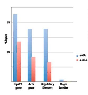 Anti-Histone H3.3 Antibody from rabbit, purified by affinity chromatography