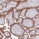 Anti-EFHD1 antibody produced in rabbit Prestige Antibodies&#174; Powered by Atlas Antibodies, affinity isolated antibody, buffered aqueous glycerol solution