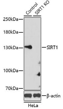 Anti-SIRT1 antibody produced in rabbit