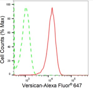 KD-Validated Anti Versican Antibody, clone 24GB2380, Rabbit Monoclonal clone 24GB2380, recombinant rabbit monoclonal, expressed in HEK293 cells