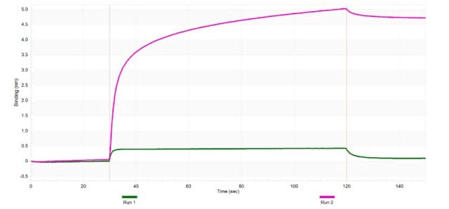 Anti-CD79A Antibody, clone 2C16 ZooMAb&#174; Rabbit Monoclonal recombinant, expressed in HEK 293 cells