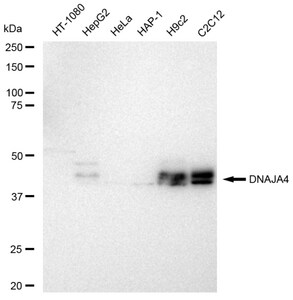 Anti DNAJA4 Antibody, clone 23GB5825, Rabbit Monoclonal clone 23GB5825, recombinant rabbit monoclonal, expressed in HEK293 cells