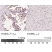Anti-HOXB13 antibody produced in rabbit Prestige Antibodies® Powered by Atlas Antibodies, affinity isolated antibody, buffered aqueous glycerol solution