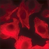 Anti-Rat IgG (H+L), highly cross-adsorbed, CF™ 640R antibody produced in donkey ~2 mg/mL, affinity isolated antibody