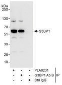Rabbit anti-G3BP1 Antibody, Affinity Purified Powered by Bethyl Laboratories, Inc.
