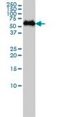 Monoclonal Anti-SF3A3 antibody produced in mouse clone 2E9-2B7, ascites fluid
