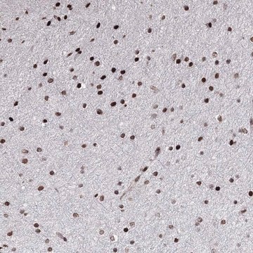 Anti-C6orf1 antibody produced in rabbit Prestige Antibodies&#174; Powered by Atlas Antibodies, affinity isolated antibody, buffered aqueous glycerol solution
