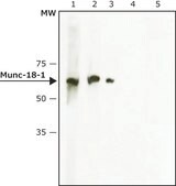 Anti-Munc-18-1 antibody produced in rabbit IgG fraction of antiserum, buffered aqueous solution
