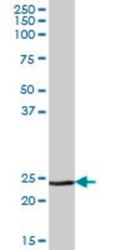 Anti-MSRA antibody produced in mouse IgG fraction of antiserum, buffered aqueous solution